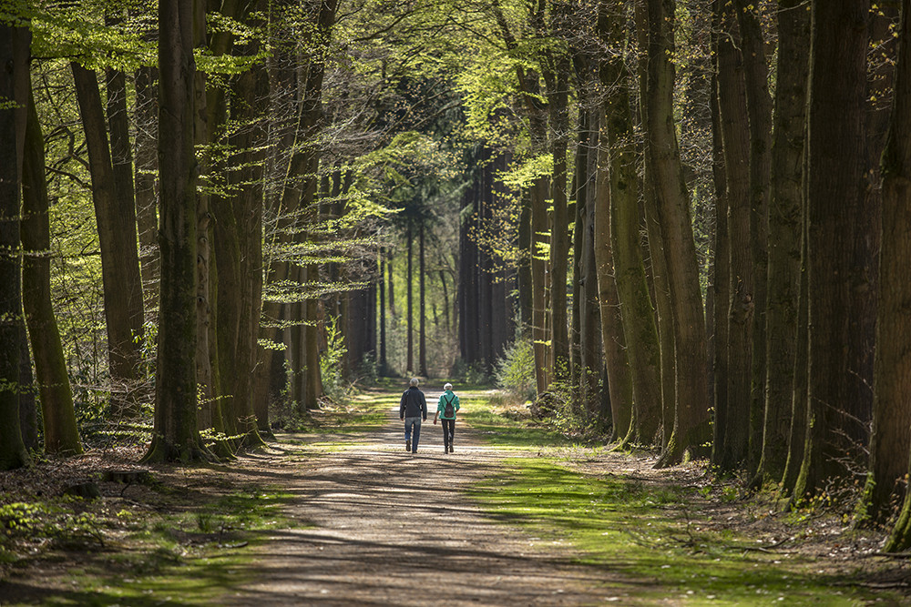 Twee wandelaars in bos